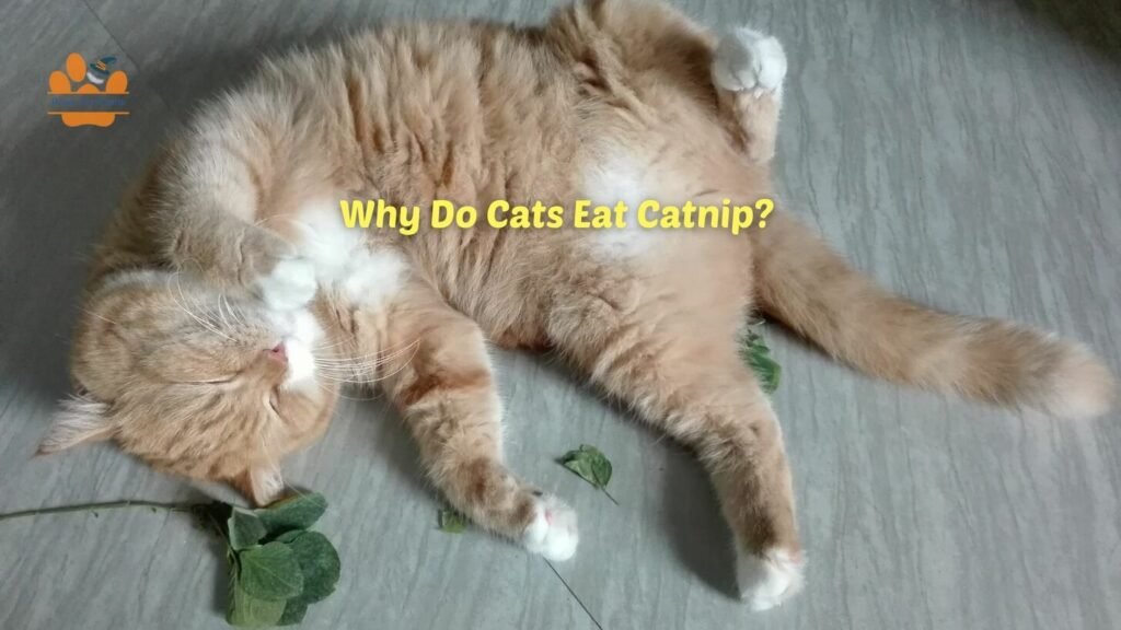 A happy cat rolls on the floor above the catnip
