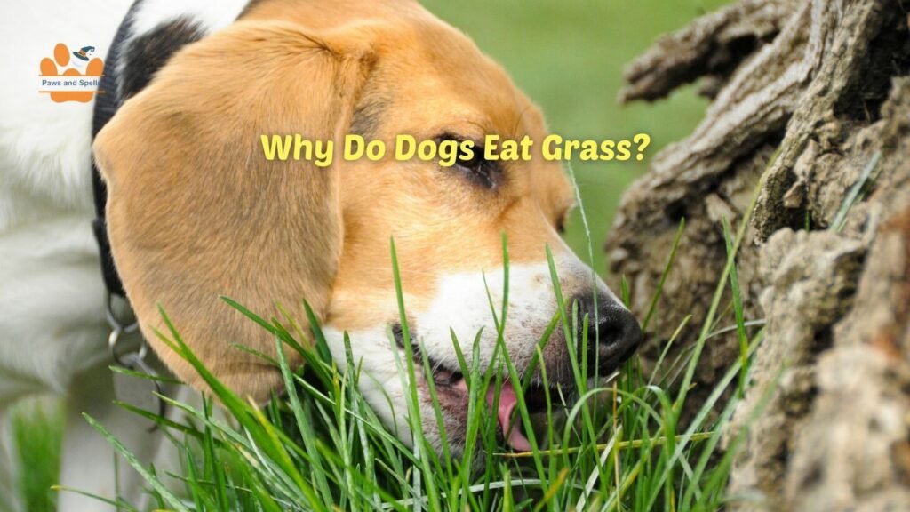 Do Dogs Eat Grass