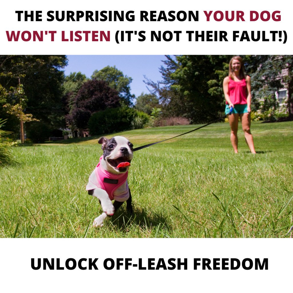 Free workshop dog training Free workshop dog training