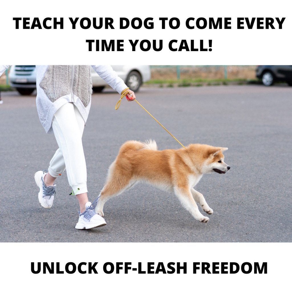 Free workshop dog training Free workshop dog training