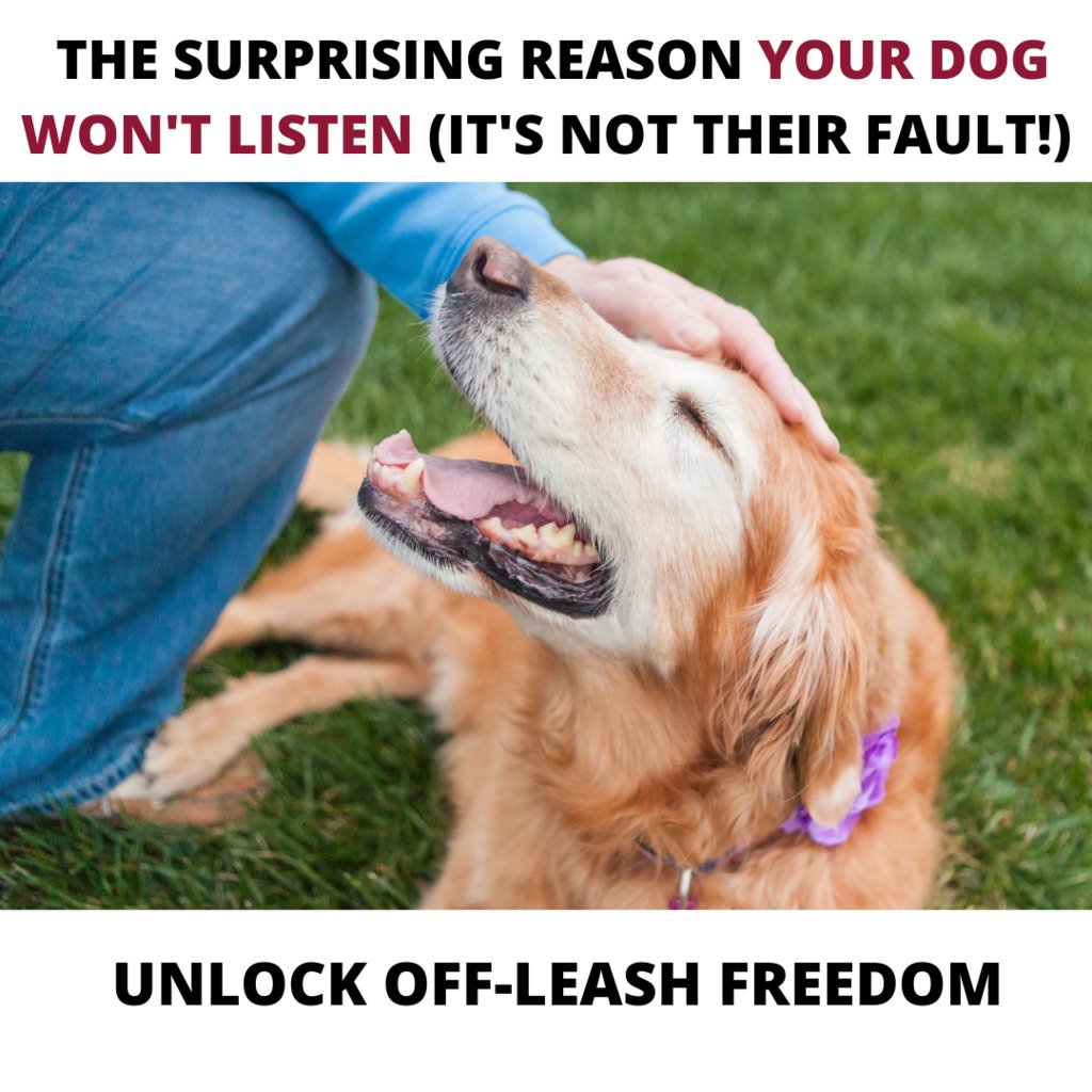 Free workshop dog training