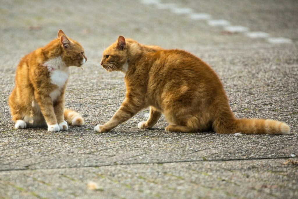 orange tabby cat on gray concrete road during daytime