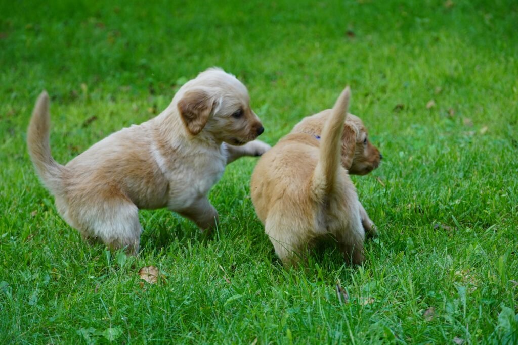 two puppies playing with each other in the grass two puppies playing with each other in the grass