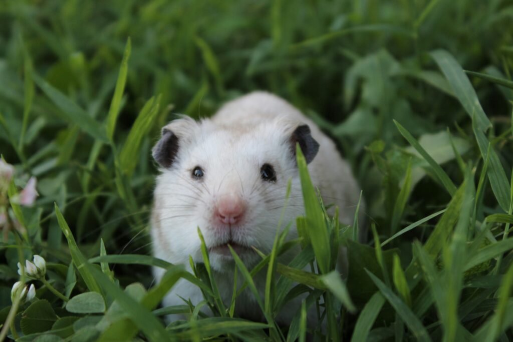 A cute hamster hides in lush green grass.