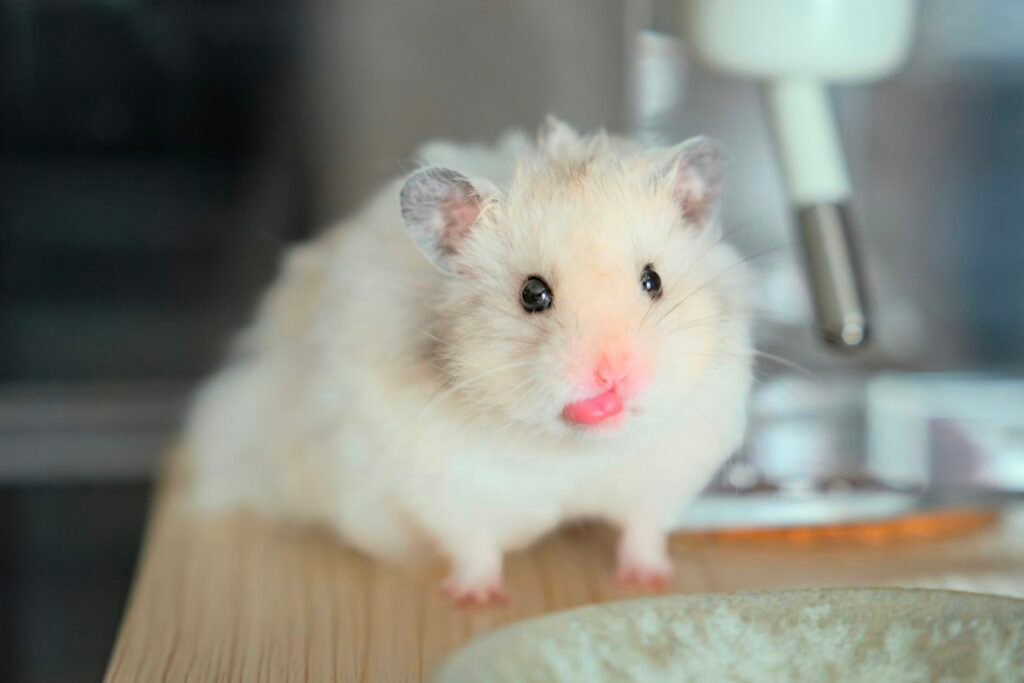 A white hamster standing on a table next to a bowl