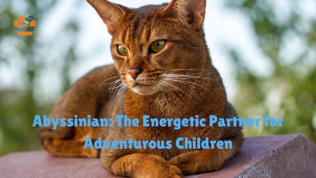 Abyssinian personality, active cats