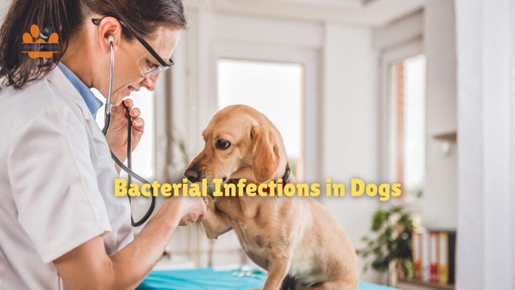Bacterial Infections in Dogs