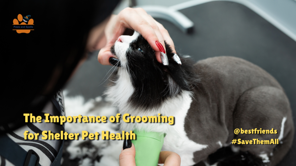 Pet Grooming