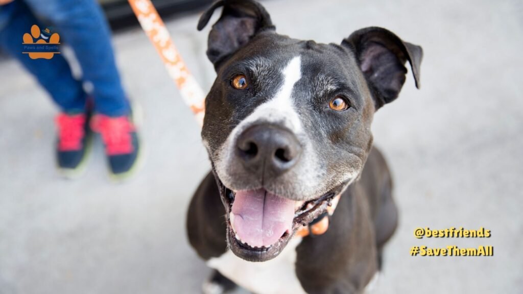 lost dog during emergency