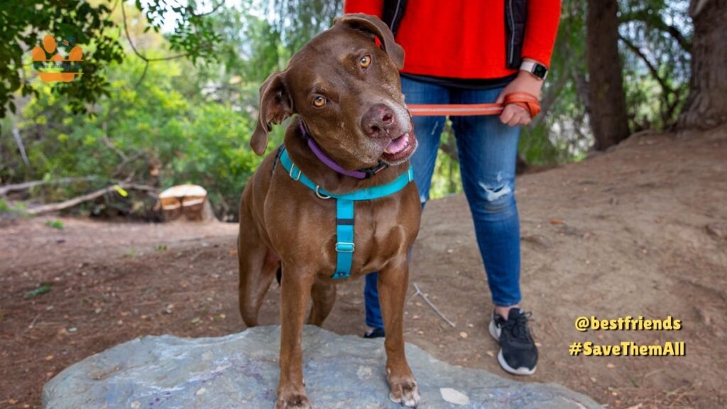 evacuating with large dogs