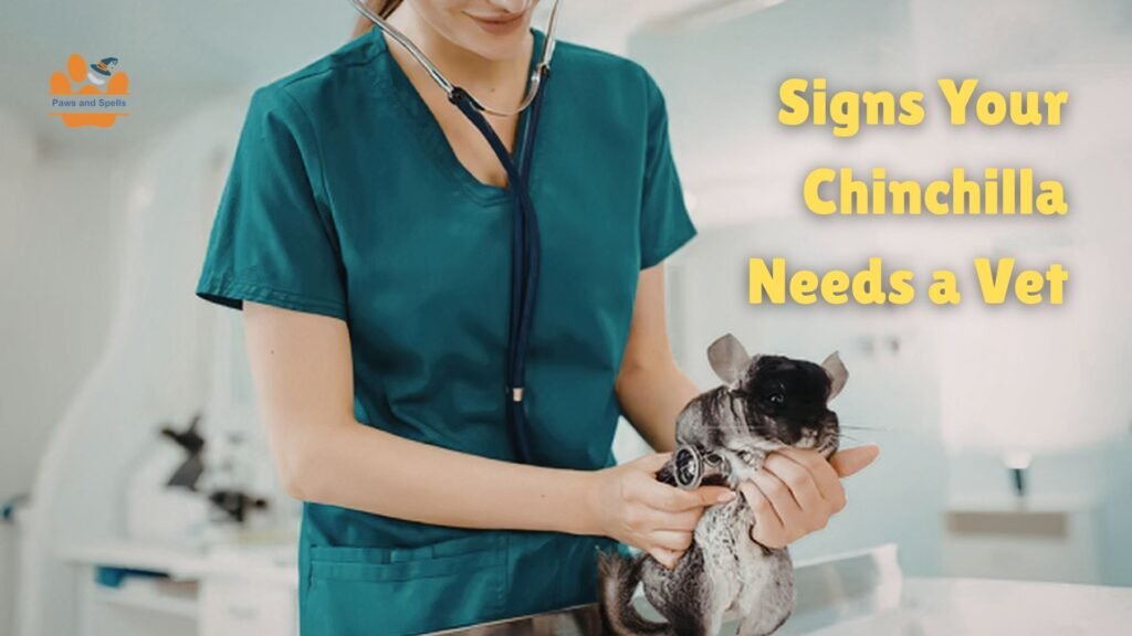 Chinchilla illness symptoms