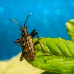 a bug sitting on top of a green leaf