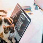 a cat sitting on top of a laptop computer