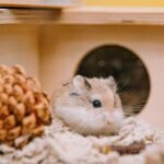 a hamster in a house with a pine cone