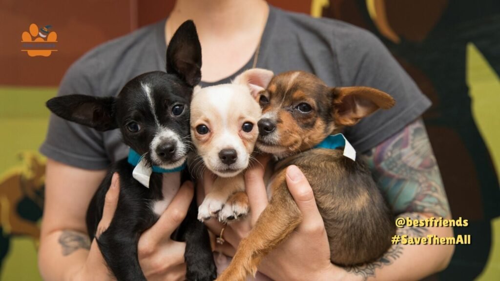 Critical Periods: Socializing Puppies in a Rescue
