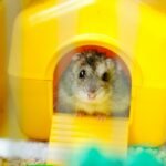 white and black hamster in yellow plastic container