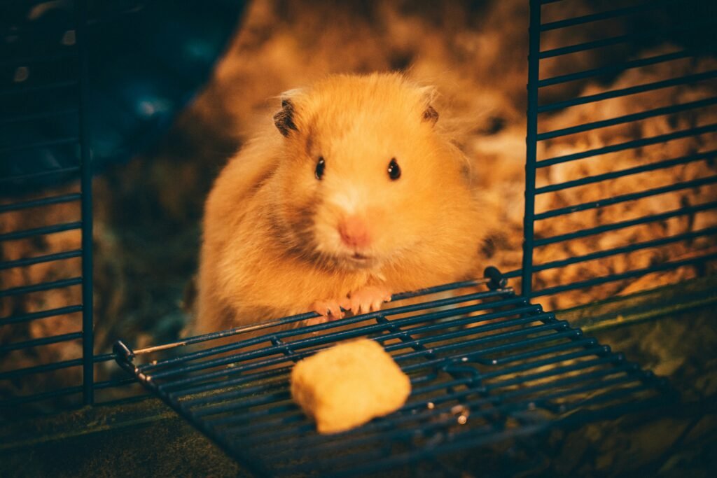yellow hamster on blue cage