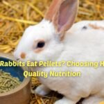 Best rabbit pellets
