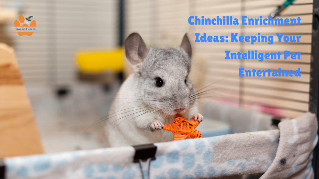 Chinchilla enrichment toys