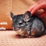 Bonding with a chinchilla
