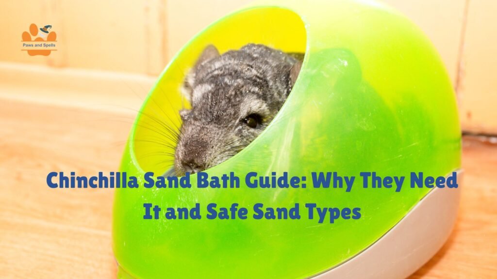 Chinchilla sand bath