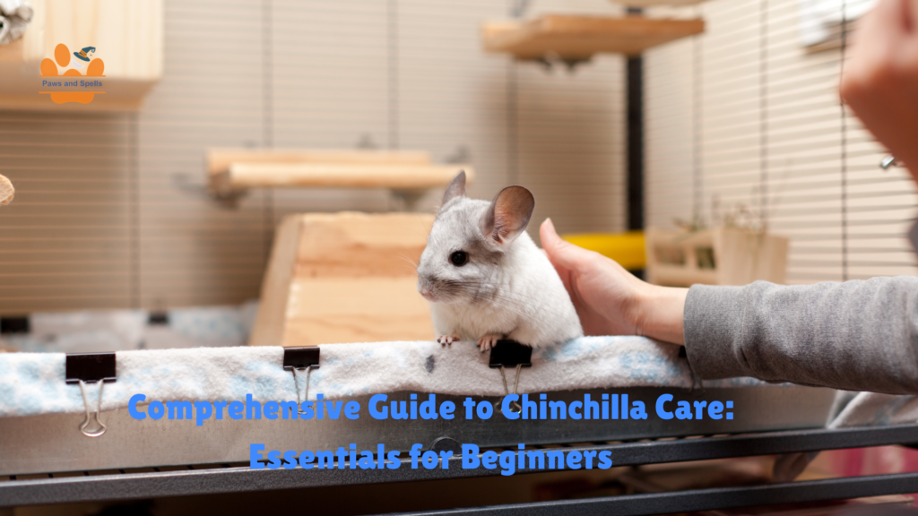 Chinchilla care basics