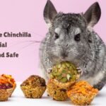 Chinchilla diet guide