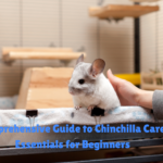 Chinchilla care basics