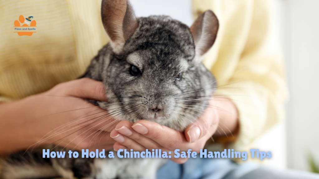 How to hold a chinchilla