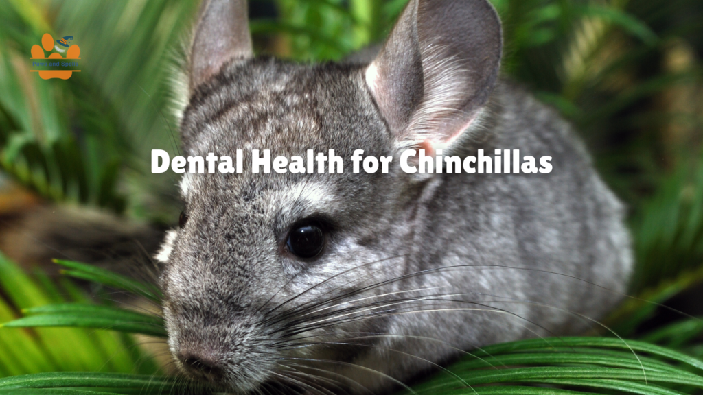 Chinchilla dental care