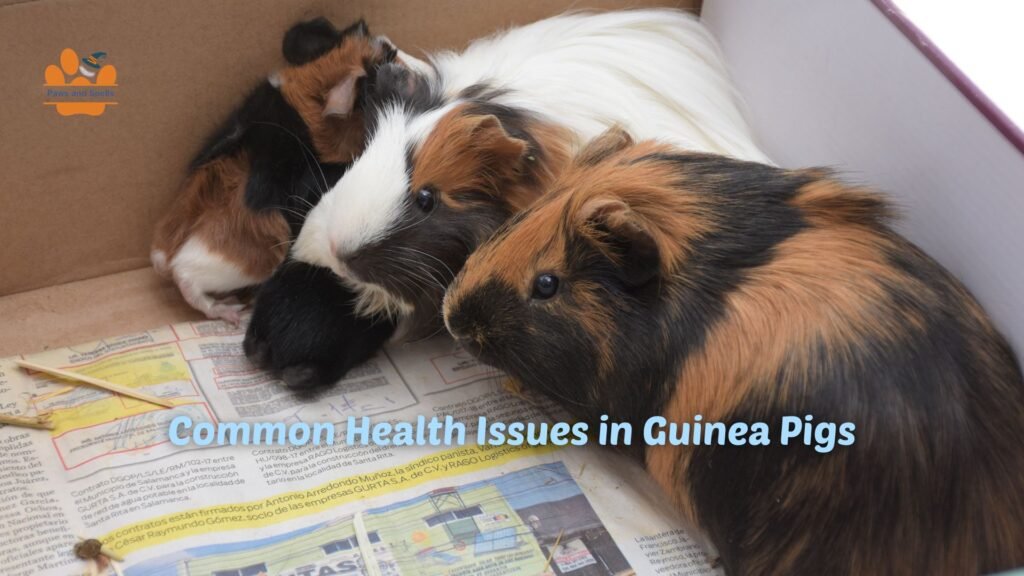 Guinea pig illness symptoms