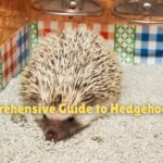 Comprehensive Guide to Hedgehog Care