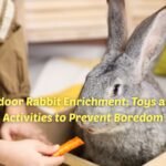 Rabbit enrichment ideas