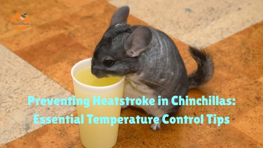 Chinchilla temperature requirements