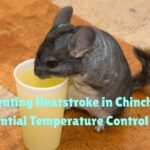 Chinchilla temperature requirements