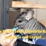 Chinchilla habitat setup
