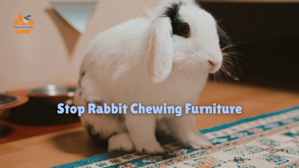 Stop rabbit chewing furniture