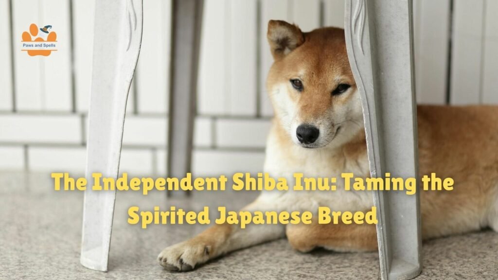 The Independent Shiba Inu