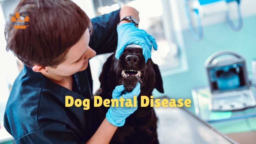 Dog Dental Disease