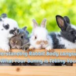Rabbit body language meaning
