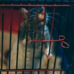 a rat in a cage with a red handle
