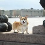 a small dog standing on a ledge next to a body of water