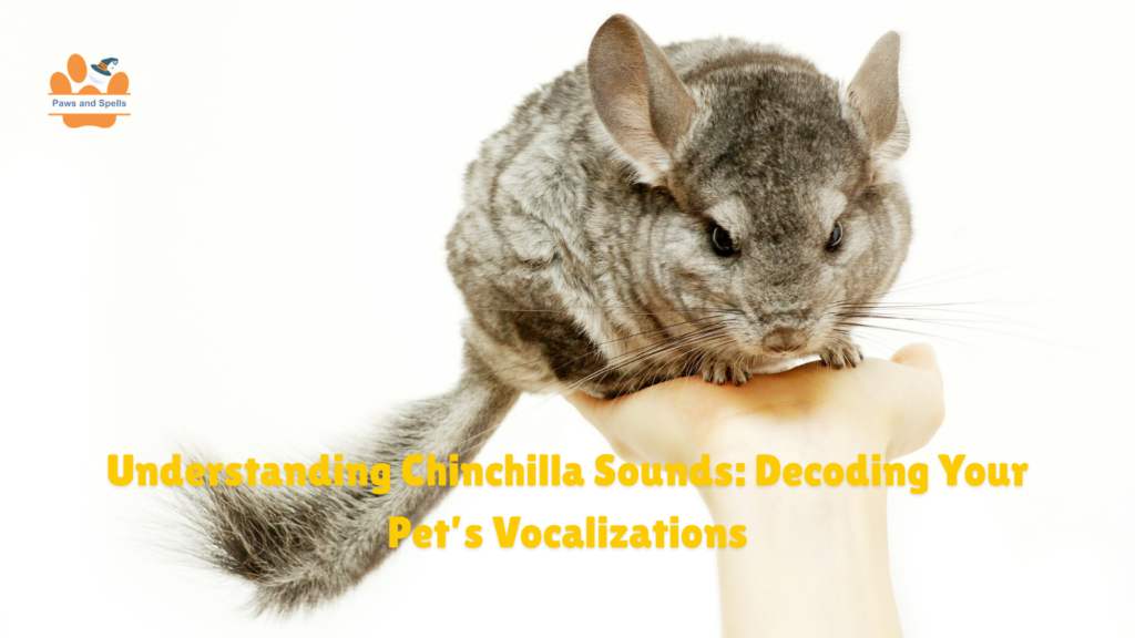 Chinchilla noises meaning