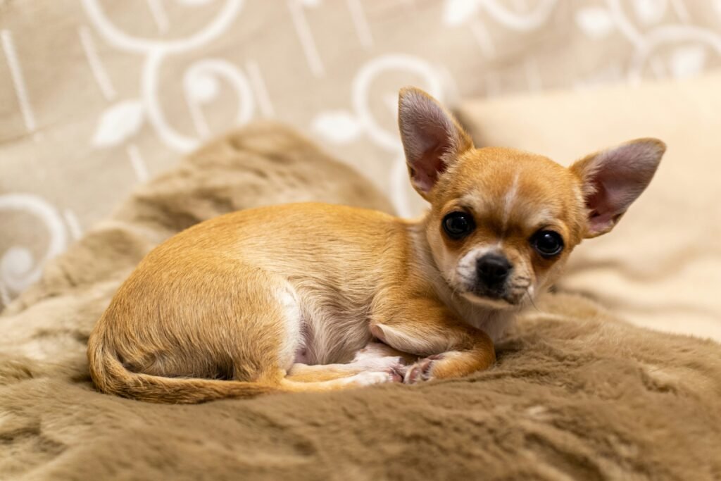 brown chihuahua puppy on brown textile