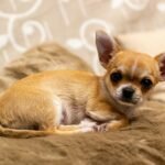 brown chihuahua puppy on brown textile