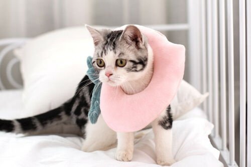 Adjustable Pet Recovery Collar - Image 5