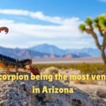 bark scorpion being the most venomous in Arizona