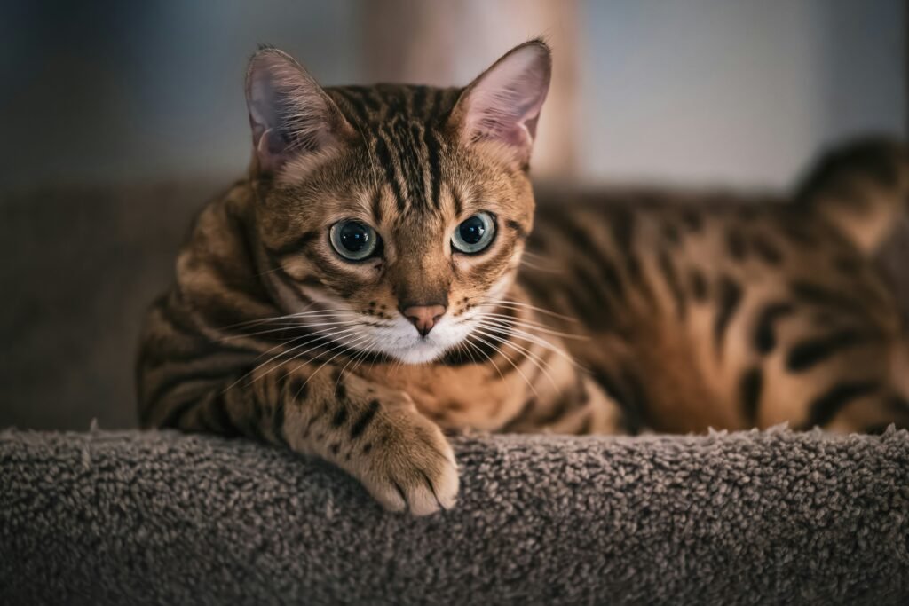 A Bengal cat laying on top of a carpeted floor