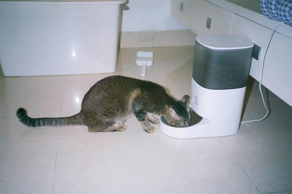 A cat eats from an automatic feeder.