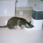 A cat eats from an automatic feeder.